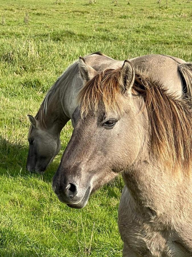Ollediek Houwerzijl Kültér fotó